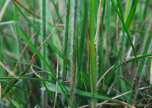 image of Danthonia sericea, Silky Oatgrass, Downy Oatgrass, Downy Danthonia