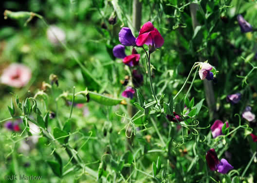 image of Lathyrus odoratus, Sweet Pea