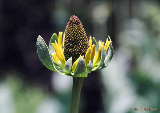 image of Rudbeckia maxima, Giant Coneflower