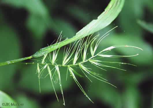 Elymus hystrix var. hystrix, Common Bottlebrush Grass, Eastern Bottlebrush-grass