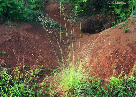 image of Eragrostis curvula, Weeping Lovegrass