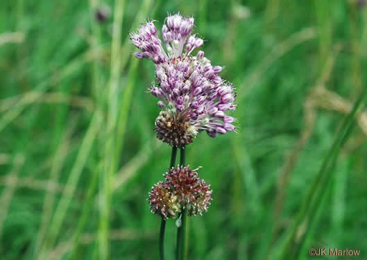 image of Allium vineale, Field Garlic, Wild Onion, Onion-grass, Crow Garlic