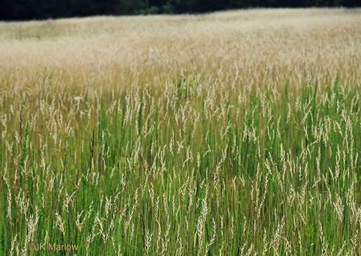 image of Danthonia sericea, Silky Oatgrass, Downy Oatgrass, Downy Danthonia