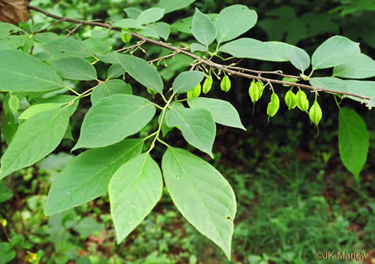 Halesia carolina, Little Silverbell