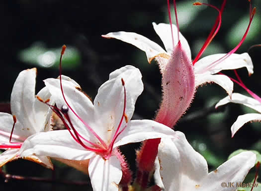 image of Rhododendron arborescens, Sweet Azalea, Smooth Azalea