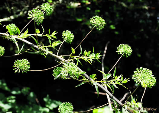 image of Smilax herbacea, Common Carrionflower, Smooth Carrionflower