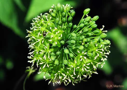 image of Smilax herbacea, Common Carrionflower, Smooth Carrionflower