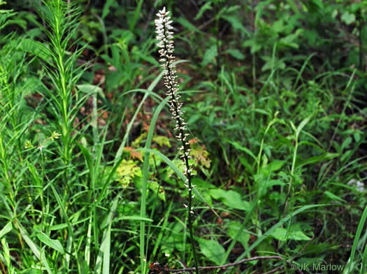 image of Aletris farinosa, Northern White Colicroot, Mealy Colicroot, Stargrass