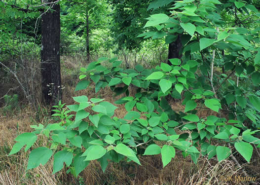 image of Broussonetia papyrifera, Paper Mulberry