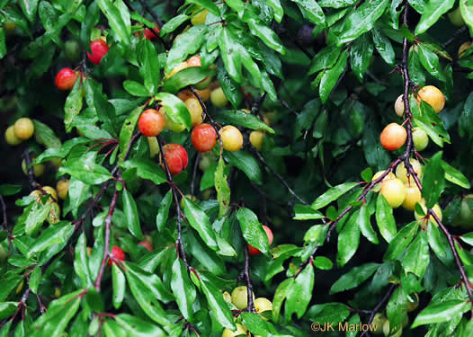 image of Prunus angustifolia, Chickasaw Plum, Sandhill Plum, Florida Sand Plum, Sand Plum