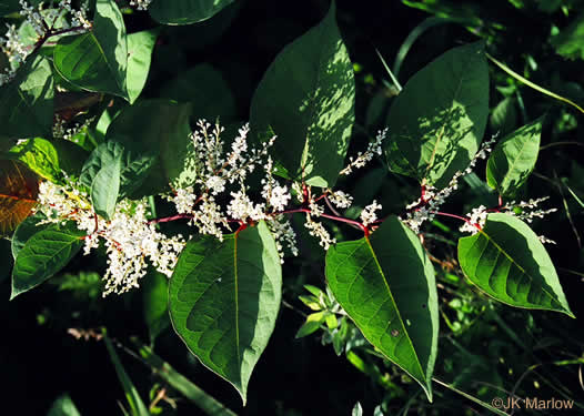 image of Reynoutria japonica var. japonica, Japanese Knotweed, Japanese Bamboo, Japanese Buckwheat