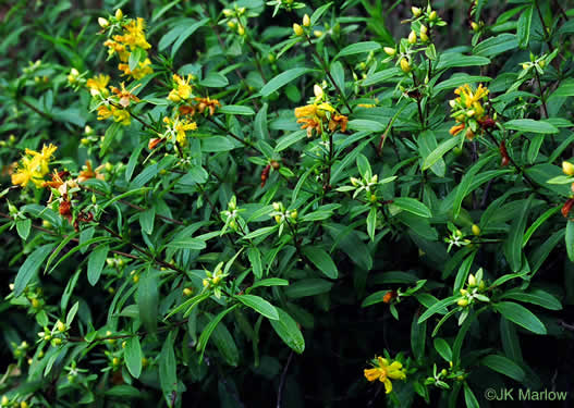 image of Hypericum prolificum, Shrubby St. Johnswort