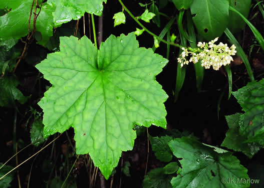 Heuchera villosa, Mapleleaf Alumroot, Hairy Alumroot, Rock Alumroot, Crag-jangle