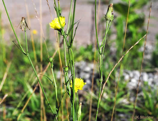 image of Pyrrhopappus carolinianus, Carolina False-dandelion, Carolina Desert-chicory