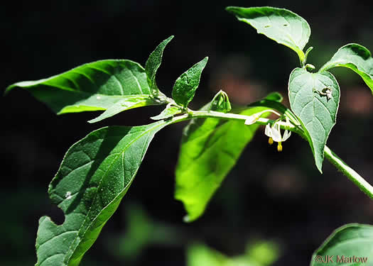 image of Solanum emulans, Eastern Black Nightshade