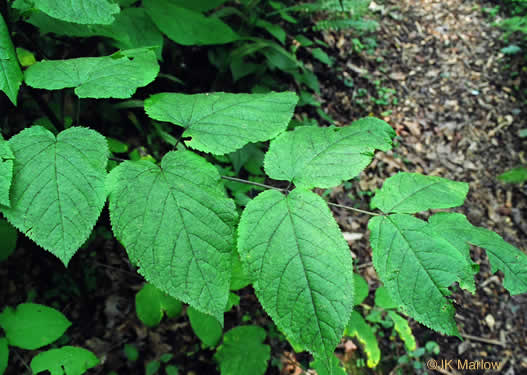 Aralia racemosa, Spikenard, Hungry-root