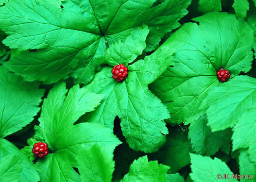 Hydrastis canadensis, Goldenseal