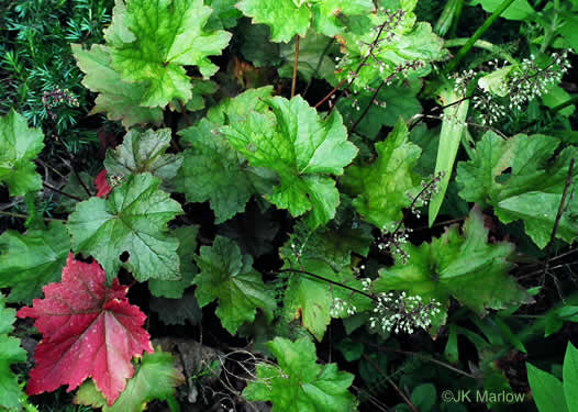 image of Heuchera villosa, Mapleleaf Alumroot, Hairy Alumroot, Rock Alumroot, Crag-jangle