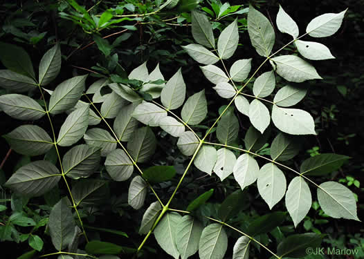 image of Aralia spinosa, Devil's Walkingstick, Hercules-club, Prickly Aralia, Prickly-ash