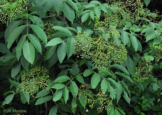 image of Sambucus canadensis, Common Elderberry, American Elder