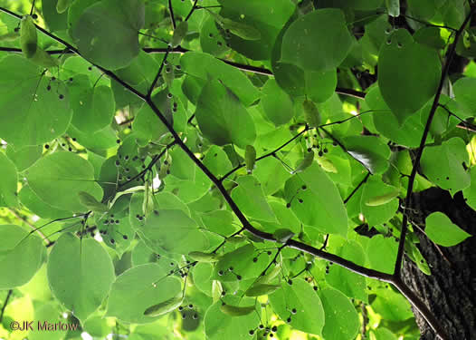 image of Tilia americana var. heterophylla, Mountain Basswood, White Basswood