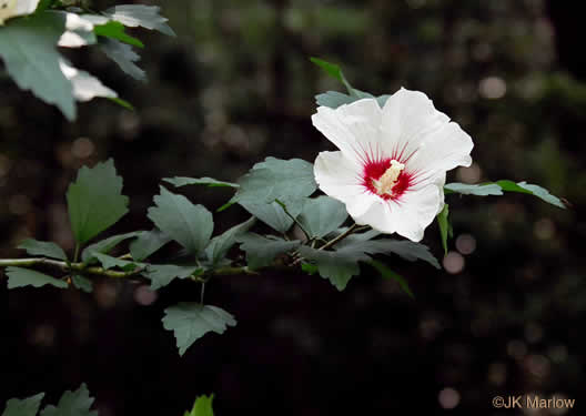 image of Hibiscus syriacus, Rose-of-Sharon, Althea