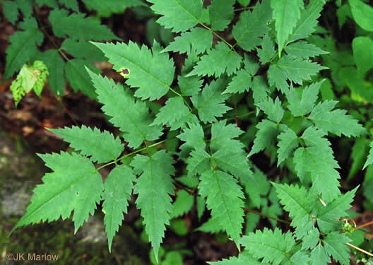 image of Actaea pachypoda, Doll's-eyes, White Baneberry, White Cohosh