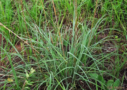 image of Andropogon virginicus var. virginicus, Broomsedge, Broomsedge Bluestem, Old-field Broomstraw, "Sedge Grass"