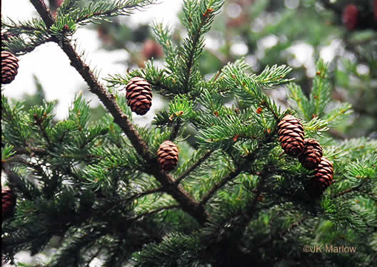 image of Picea rubens, Red Spruce, He Balsam