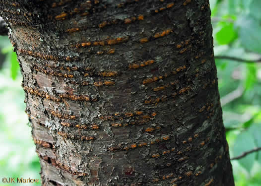 image of Prunus pensylvanica, Fire Cherry, Pin Cherry