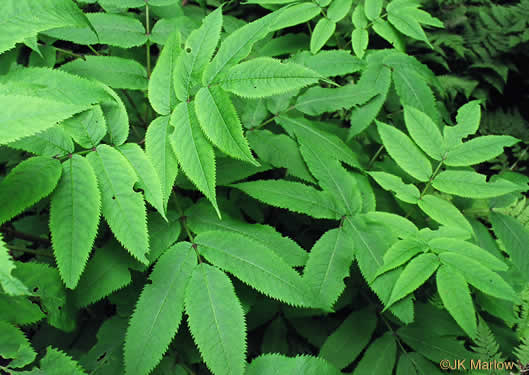 image of Sambucus racemosa var. pubens, Eastern Red Elderberry, Red-berried Elder