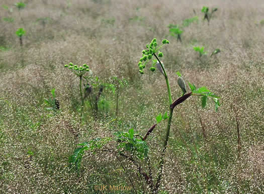 image of Angelica triquinata, Mountain Angelica, Appalachian Angelica, Filmy Angelica