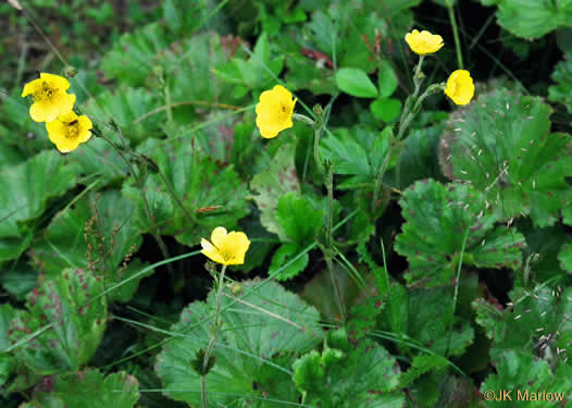 image of Geum radiatum, Mountain Avens, Appalachian Avens, Spreading Avens, Cliff Avens