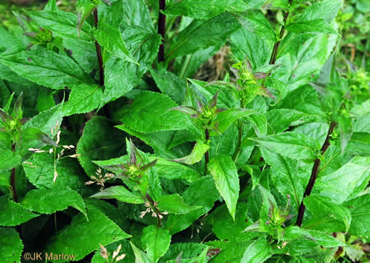 image of Solidago glomerata, Skunk Goldenrod, Clustered Goldenrod