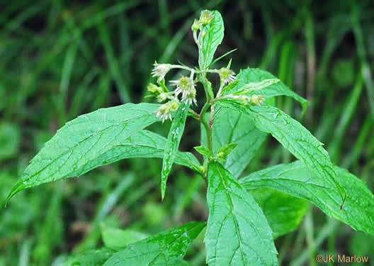 image of Oclemena acuminata, Whorled Nodding-aster, Whorled Wood-aster, Whorled Aster, Floral Wood Aster