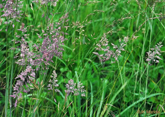 image of Holcus lanatus, Velvet-grass, Soft Grass