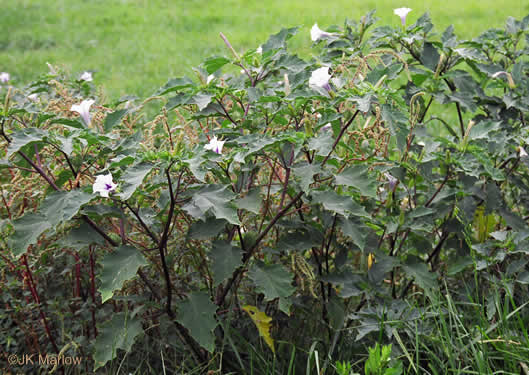 image of Datura stramonium, Jimsonweed, Thornapple, Stramonium