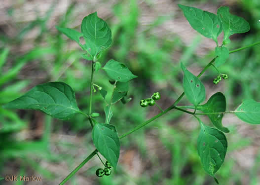 image of Solanum emulans, Eastern Black Nightshade