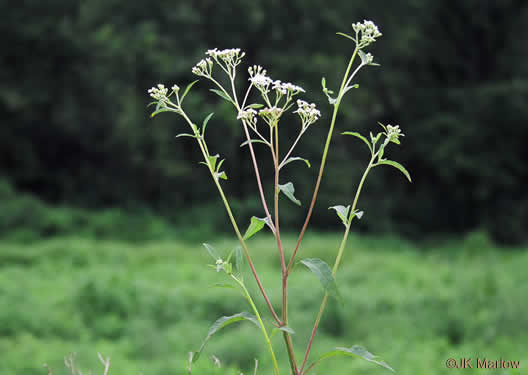 image of Verbesina virginica var. virginica, White Crownbeard, Common Frostweed, White Wingstem, Virginia Wingstem