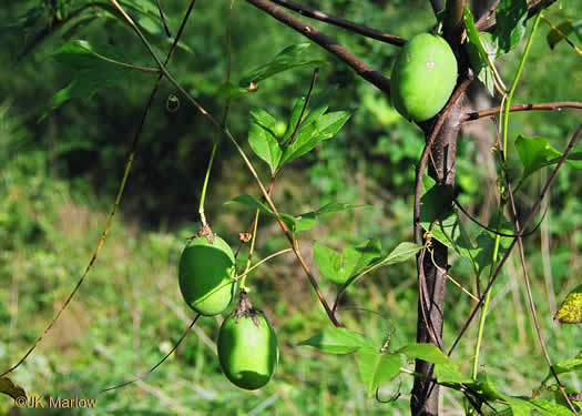 image of Passiflora incarnata, Purple Passionflower, Maypop