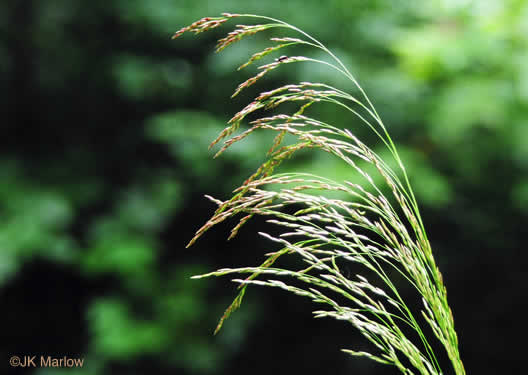 image of Tridens flavus, Purpletop, Purpletop Tridens, Greasy Grass, Tall Redtop