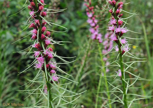 image of Liatris spicata, Dense Blazing-star, Mountain Blazing-star, Florist's Gayfeather, Dense Gayfeather