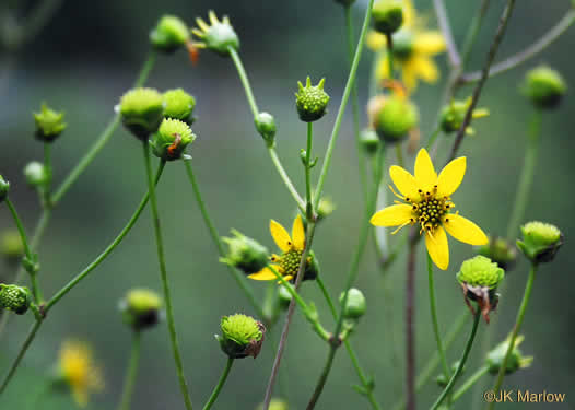 image of Silphium compositum var. compositum, Carolina Rosinweed, Compassplant, Rhubarb-leaved Rosinweed