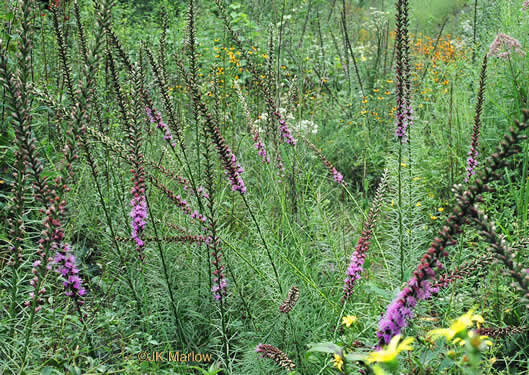 image of Liatris spicata, Dense Blazing-star, Mountain Blazing-star, Florist's Gayfeather, Dense Gayfeather