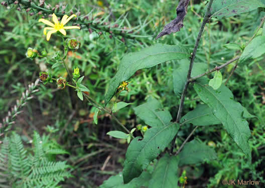 image of Silphium asteriscus var. asteriscus, Starry Rosinweed