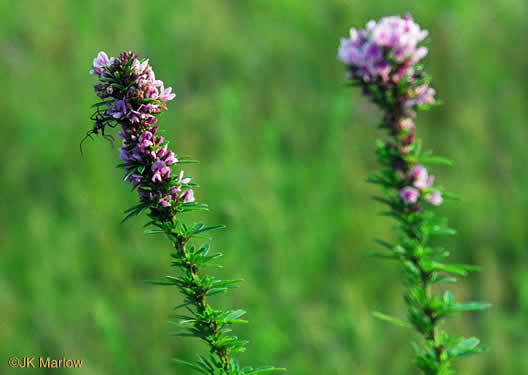 image of Lespedeza virginica, Virginia Lespedeza, Slender Lespedeza, Virginia Bush-clover, Slender Bush-clover