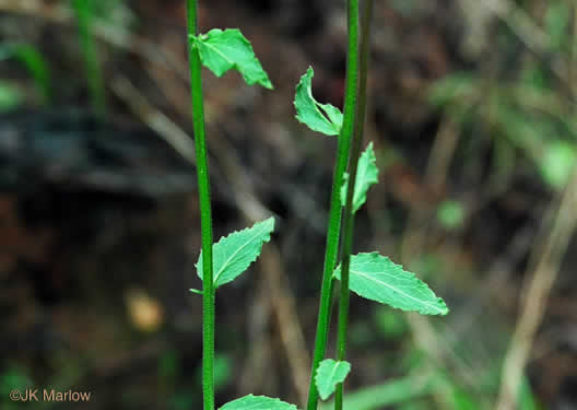 image of Lobelia puberula, Downy Lobelia, Hairy Lobelia