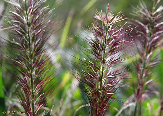 spikelet