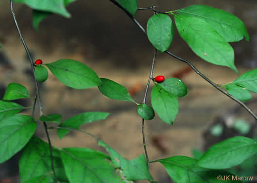 image of Lindera benzoin, Northern Spicebush, Wild Allspice