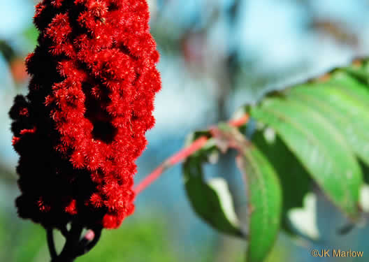 image of Rhus typhina, Staghorn Sumac